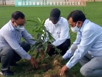 Tree Plantation